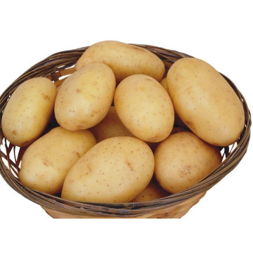 Preços de batata fresca de alta qualidade exportam preço de batata fresca de batata por tonelada